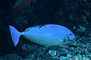 Naso hexacanthus Labroides-dimidiatus-Maldives Lankan Manta-16m-20240422-da-DSC_5814_tn